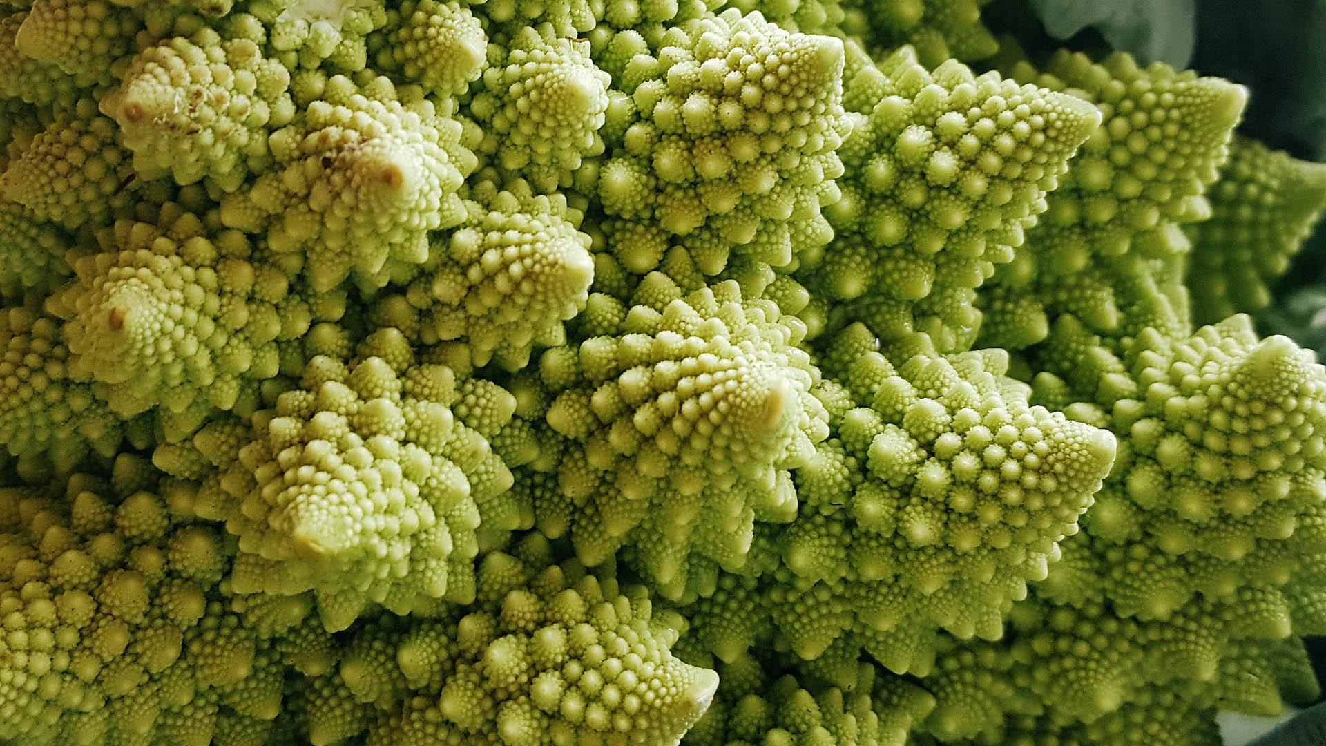 Close-up photo of Romanesco broccoli